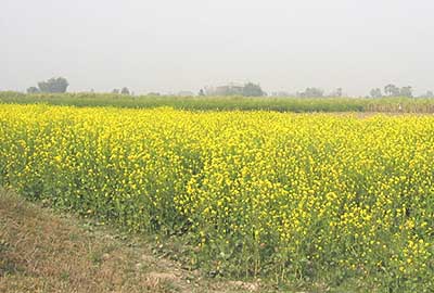 Mustard farmland in vill. Samartha of Samastipur dist.